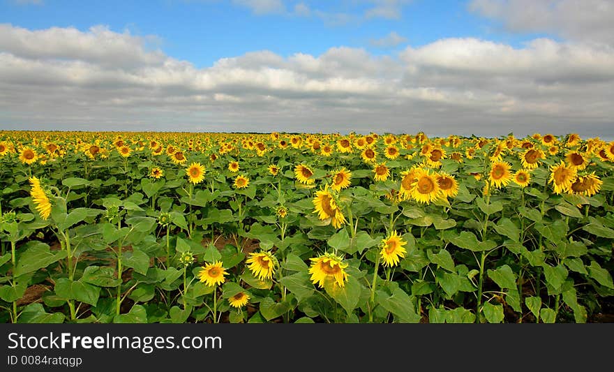 Field of sunflowers in sunny day. Field of sunflowers in sunny day