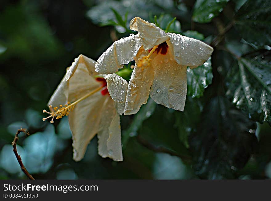 Flower covered in morning dew