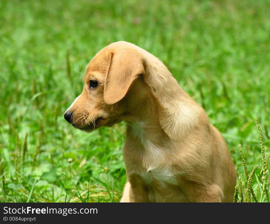 Little puppy in a green grass. Little puppy in a green grass