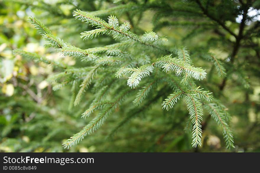 Closeup of a tree in a park