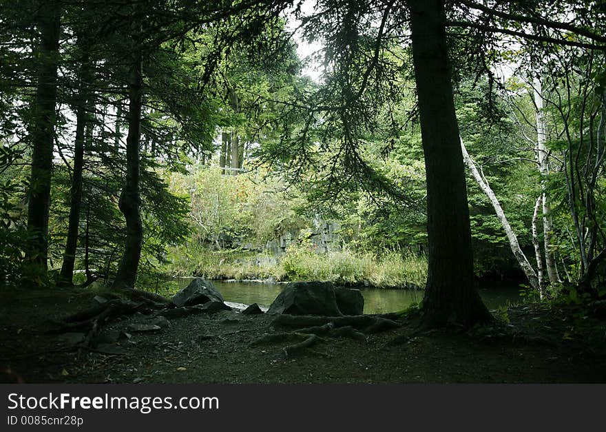 Beautiful area in a park. Beautiful area in a park