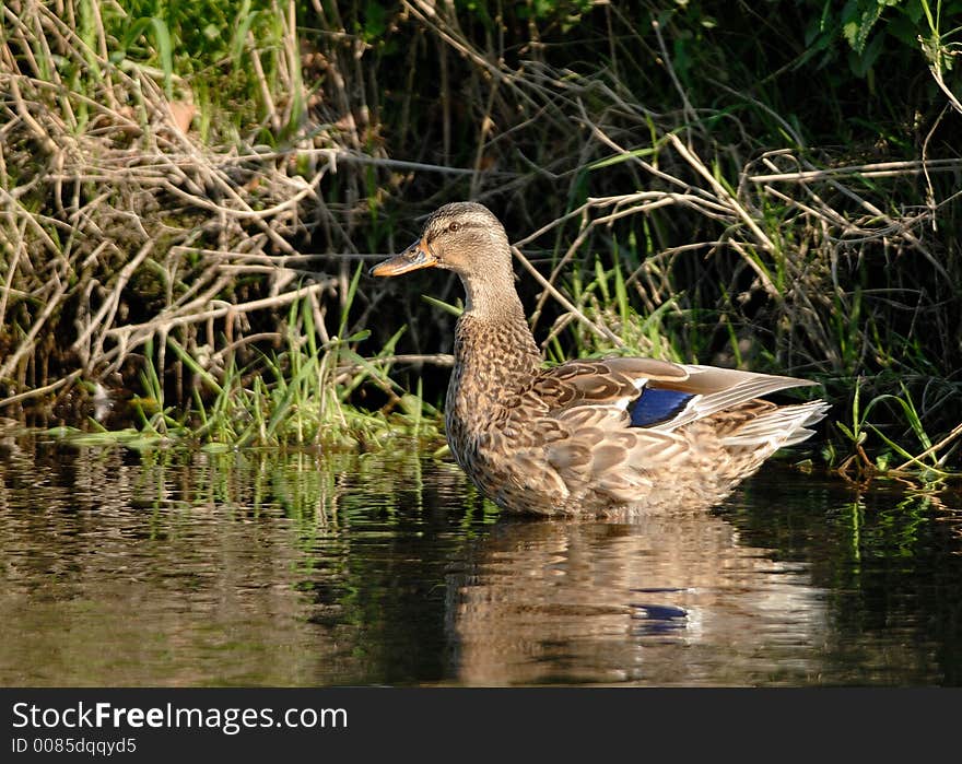 Mallard (Anas platyrhynchos)