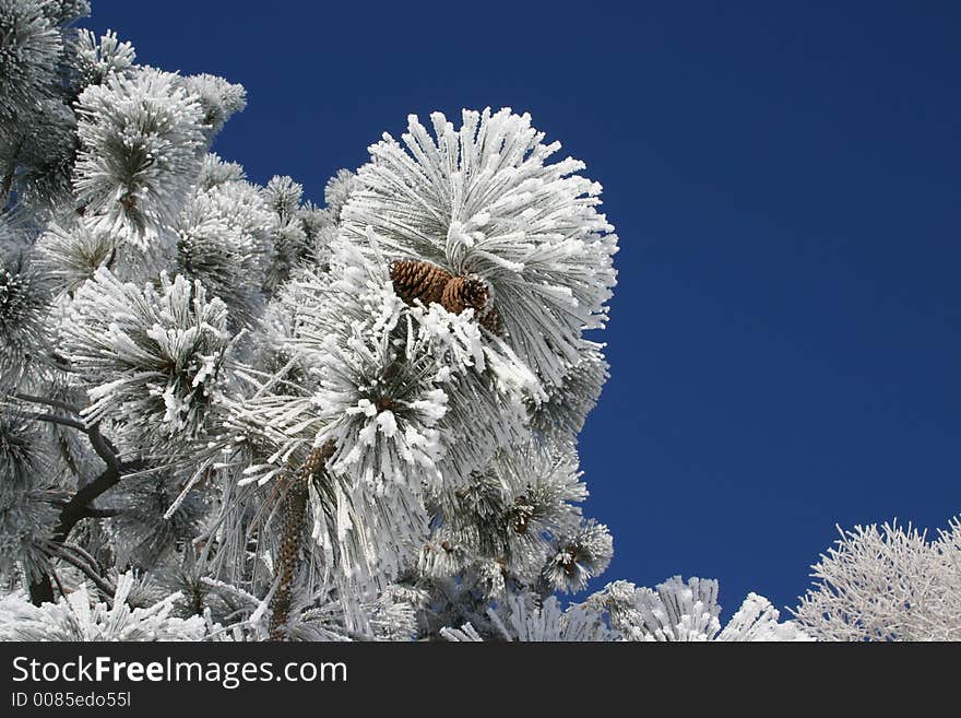 Pine Cones