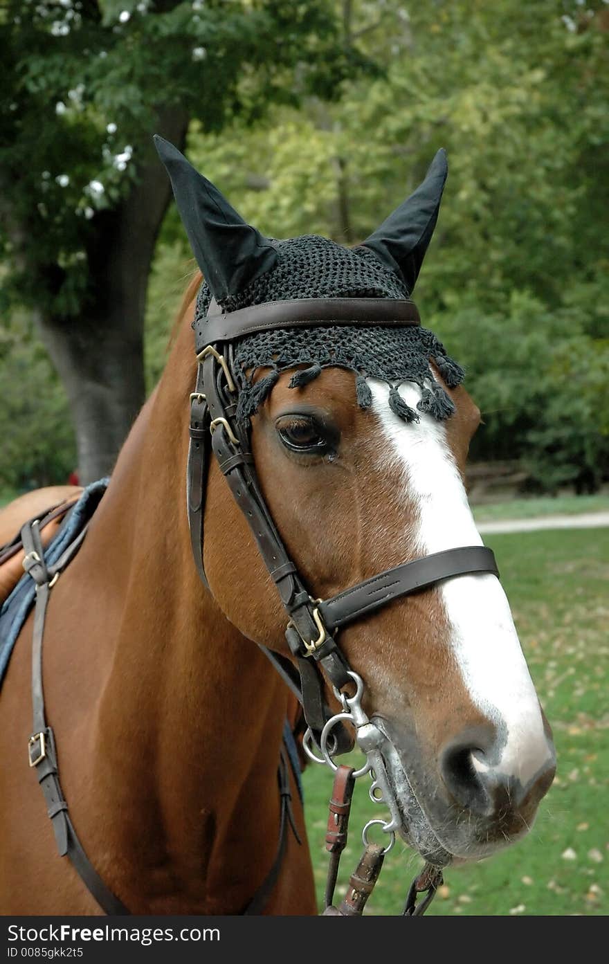 A brown horse in a urban park