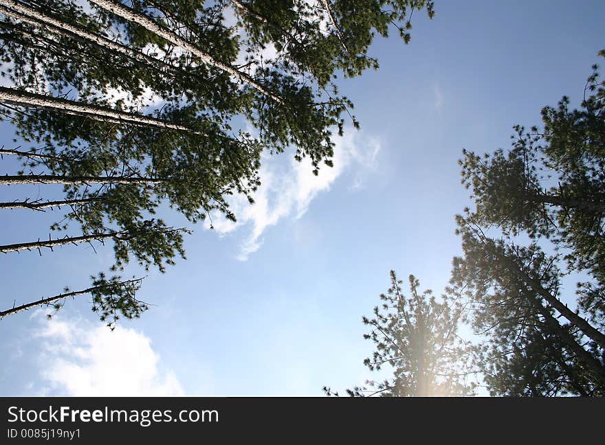 Dramatic view through the tops of tall pine trees, with room for copy. Dramatic view through the tops of tall pine trees, with room for copy.