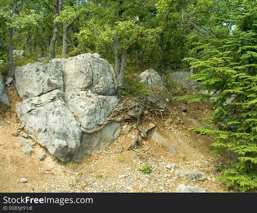 Stone and root in forest. Stone and root in forest