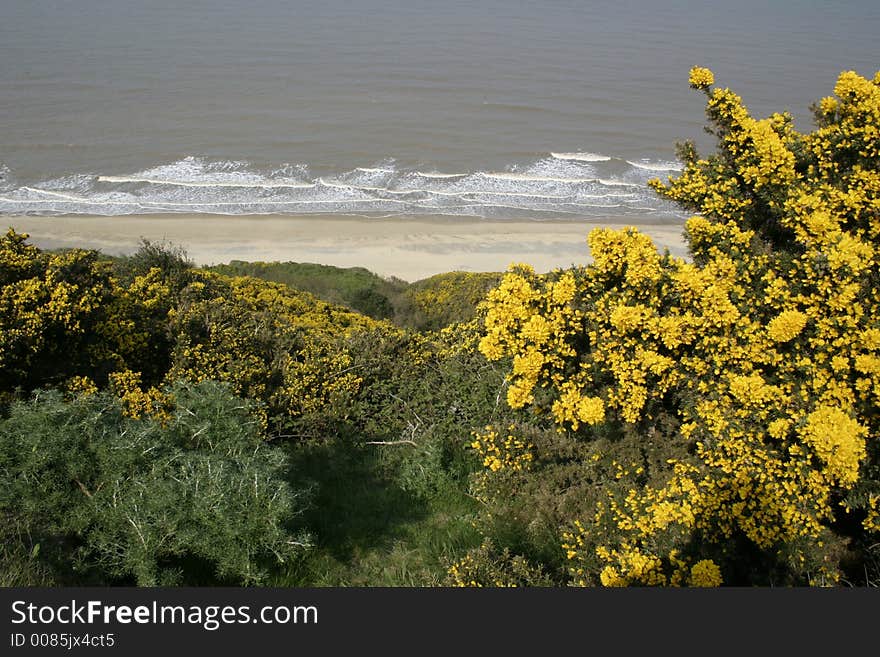 Coastal Scene