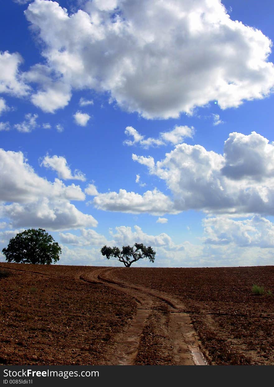 Solitary trees in the landscape of the Alentejo region.