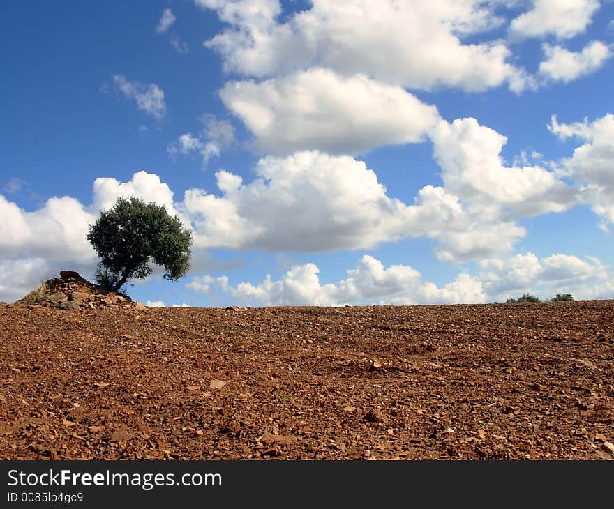 Solitary tree I