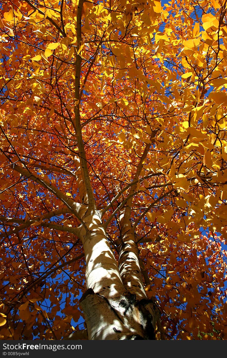 Aspen in fall, central Idaho. Aspen in fall, central Idaho