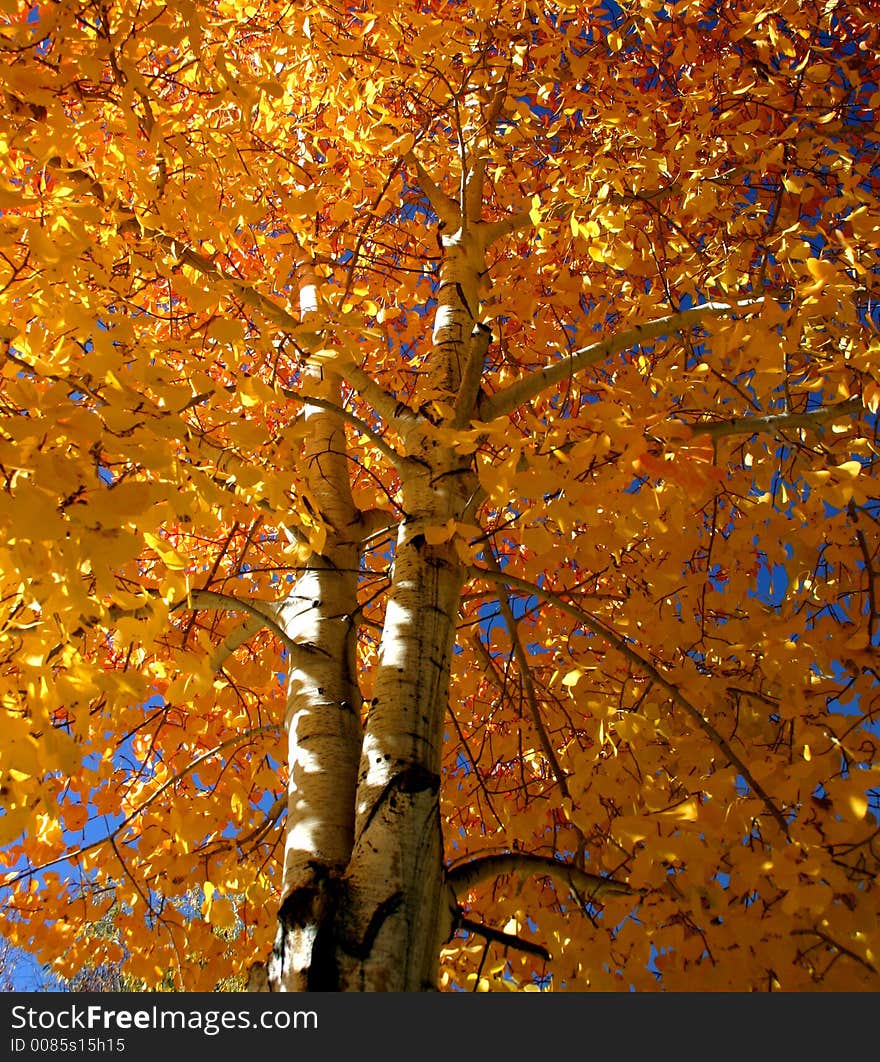 Aspen in fall, central Idaho. Aspen in fall, central Idaho