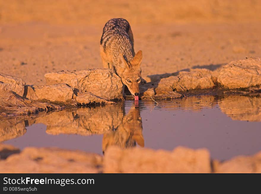 Black-backed Jackal drinking in Kgalagadi Transfrontier National Park