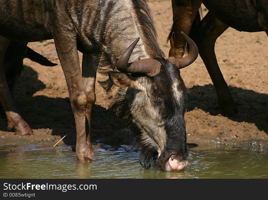 Blue Wildebeest drinking in Mkuze Nature Reserve, KwaZulu-Natl, South Africa