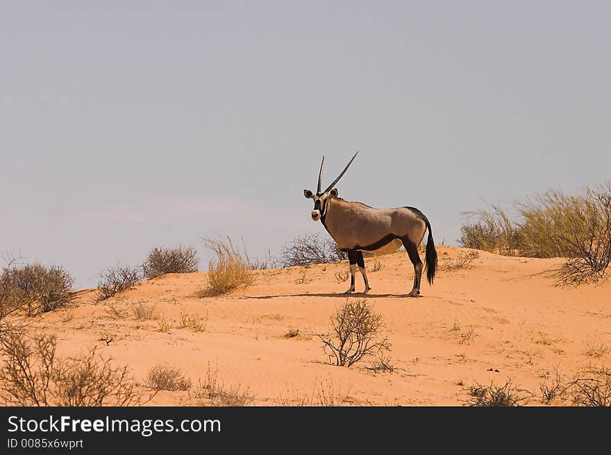 Gemsbok (Oryx) in Kgalagadi Transfrontier Park, South Africa