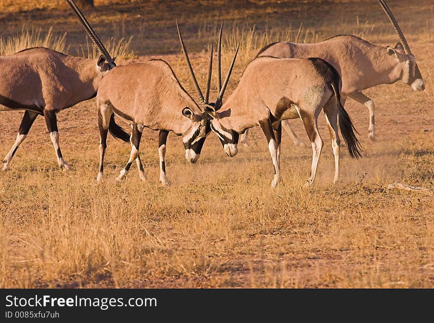 Gemsbok (Oryx) fighting in Kgalagadi Transfrontier Park, South Africa