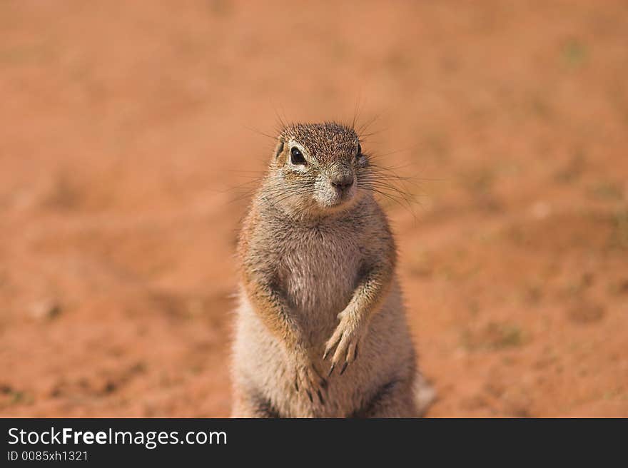 Ground Squirrel in Kgalagadi Transfrontier Park