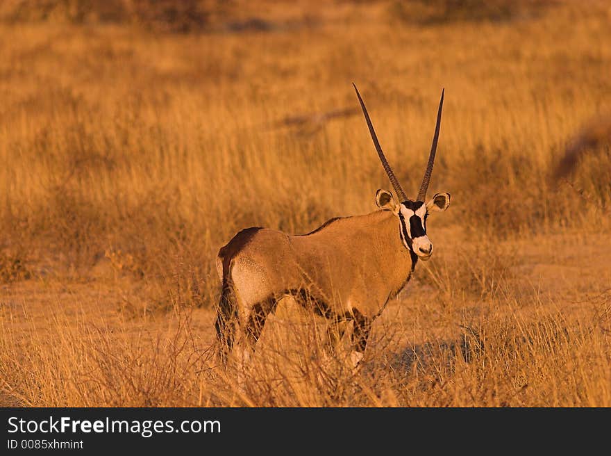 Gemsbok (Oryx) in Kgalagadi Transfrontier Park, South Africa