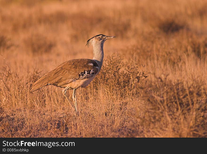 Kori Bustard in Kgalagadi Transfrontier Park