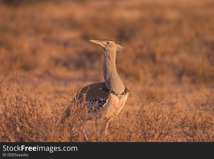 Kori Bustard in Kgalagadi Transfrontier Park