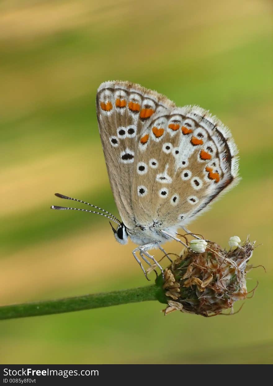 Butterfly Waiting For The Sun