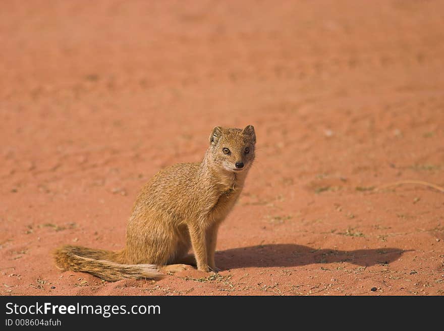 Yellow Mongoose in Kgalagadi Transfrontier Park, South Africa