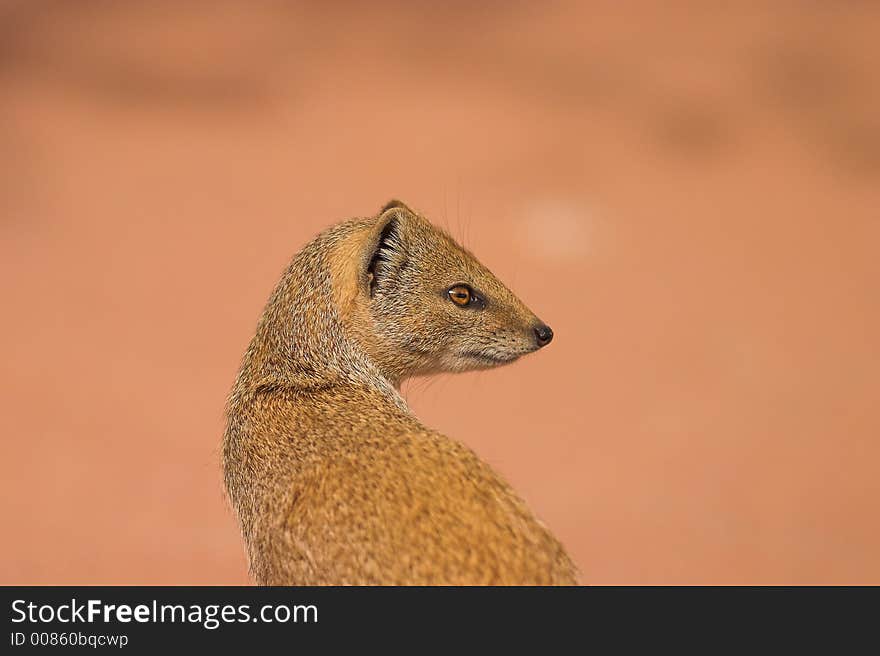 Yellow Mongoose in Kgalagadi Transfrontier Park, South Africa