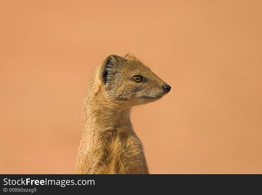 Yellow Mongoose in Kgalagadi Transfrontier Park, South Africa