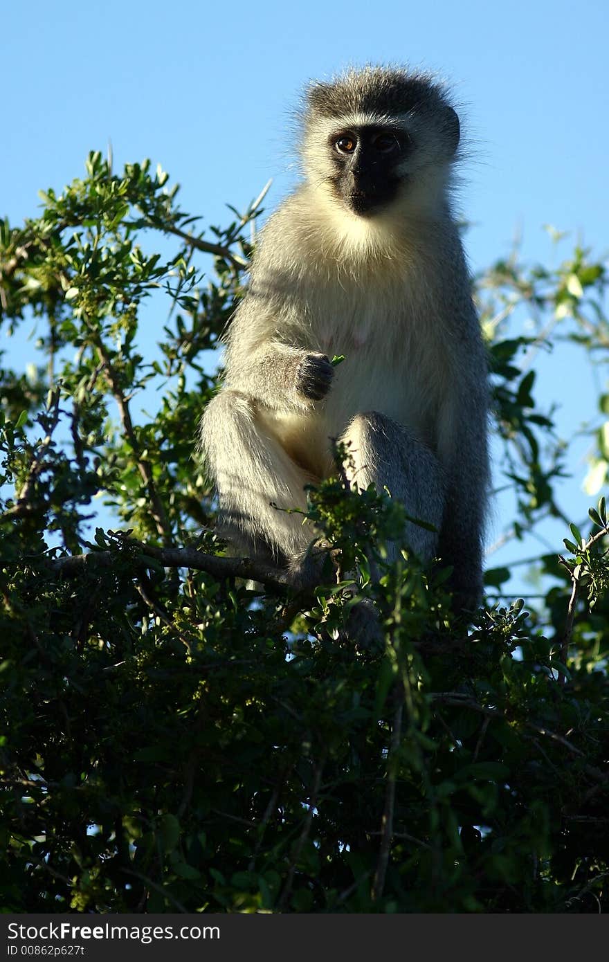 Vervet Monkey