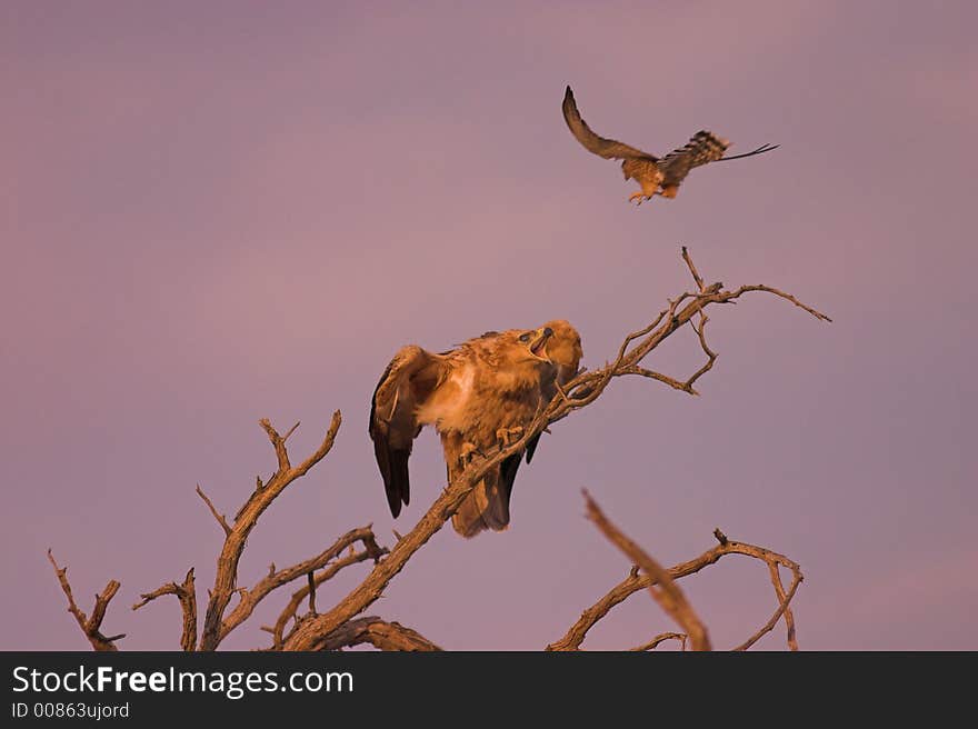 Tawny Eagle vs Pale Chanting Goshawk, Kgalagadi Transfrontier National Park, South Africa