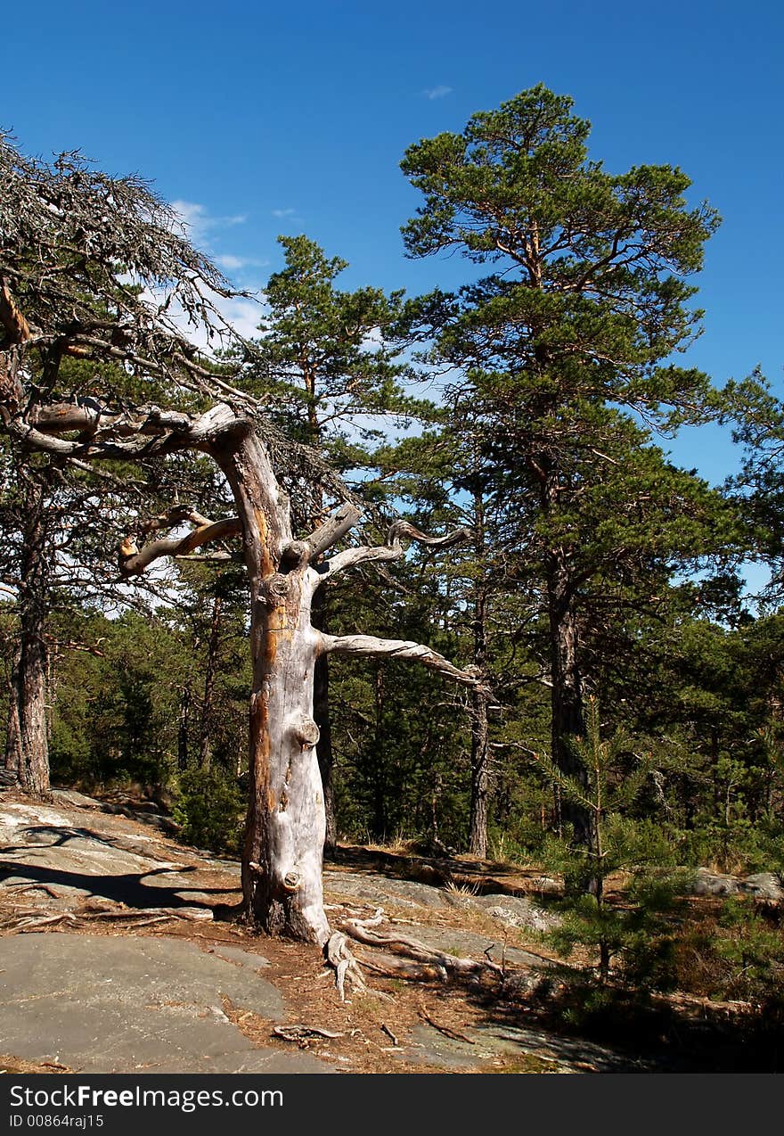 Dead pine tree near the sea