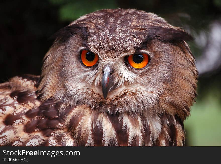 Portrait of wise owl (bubo bubo). Portrait of wise owl (bubo bubo)