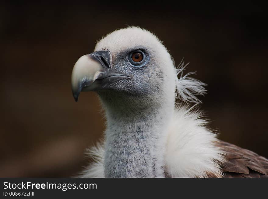 Head Of Vulture