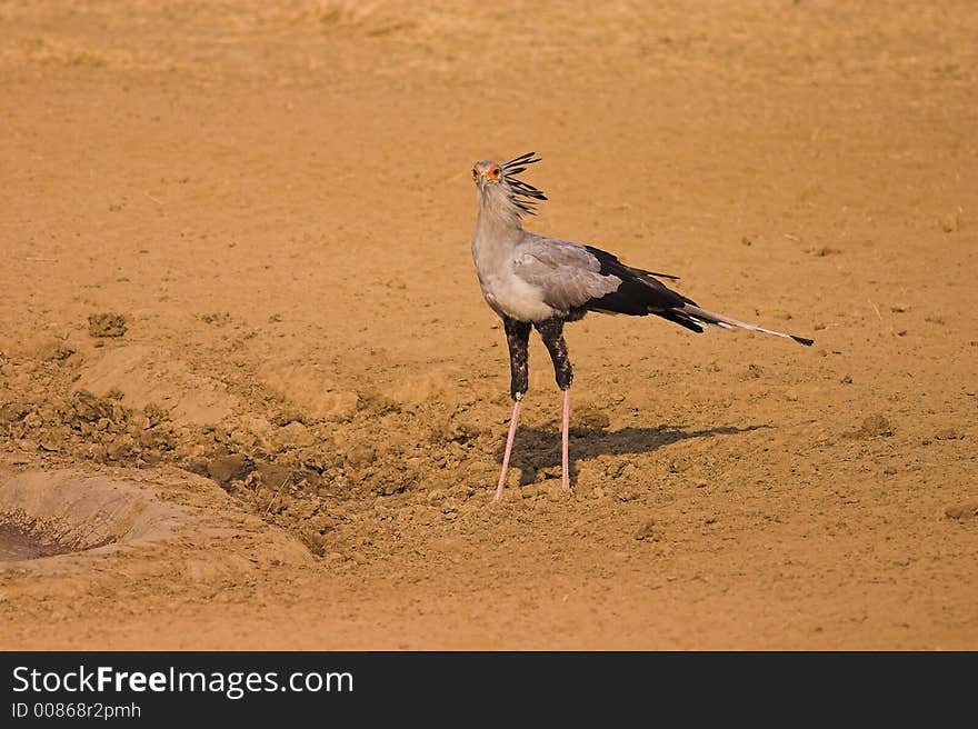 Secretary Bird in Kgalagadi TRansfrontier National Park, Sotuh Africa