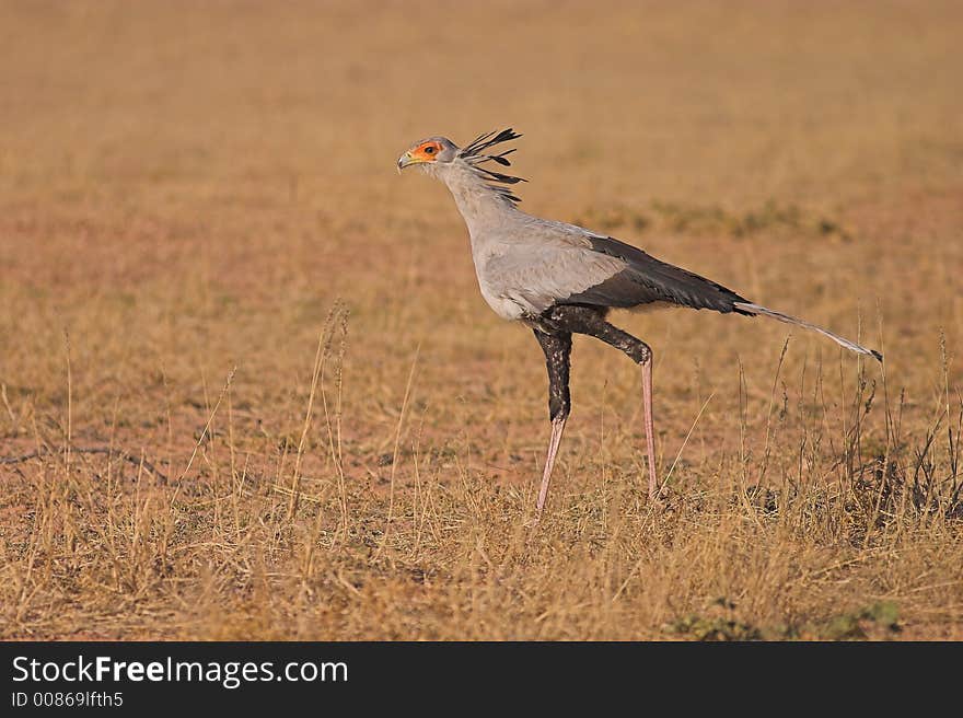 Secretary Bird in Kgalagadi TRansfrontier National Park, Sotuh Africa