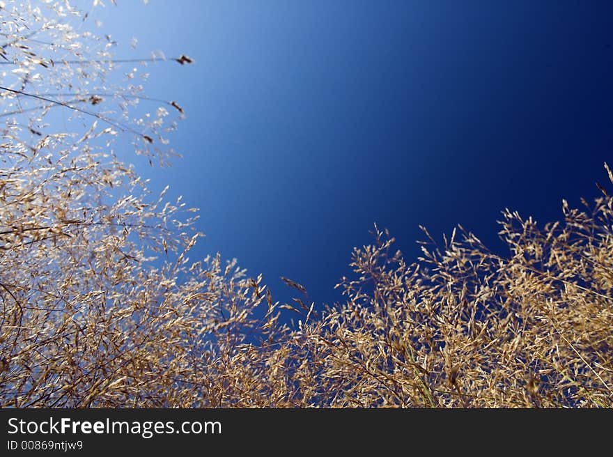 Grass And Blue Sky