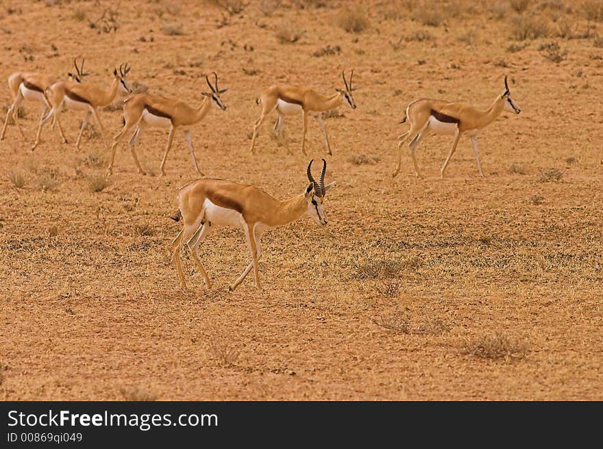 Springbok Ram with Ewes in Kgalagadi, South Africa