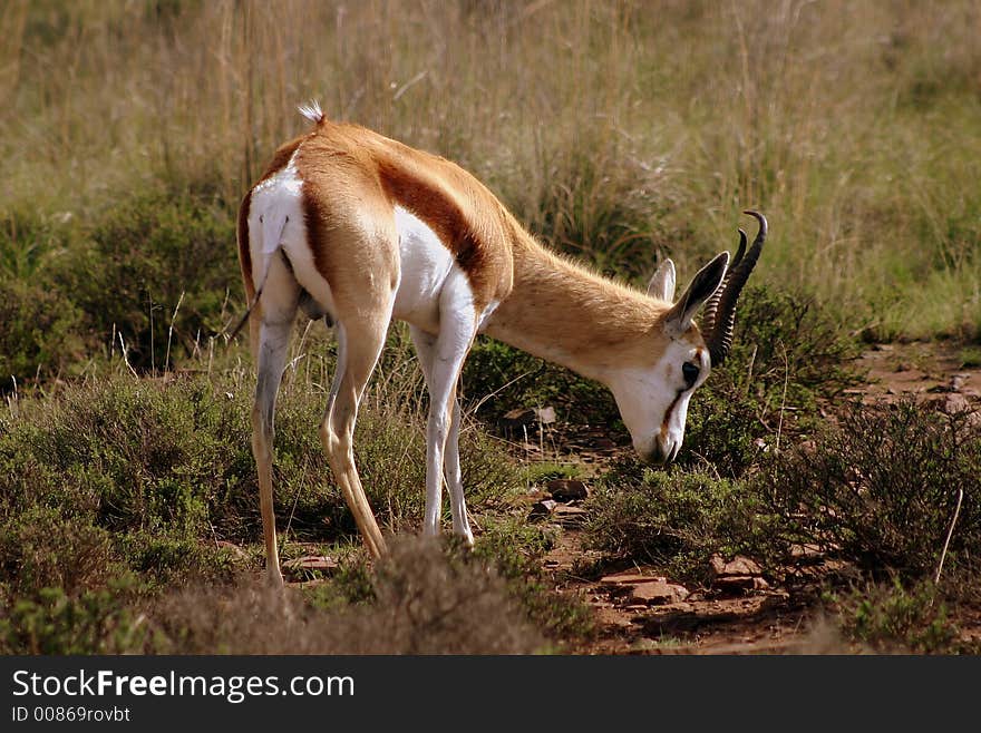 Springbok in Mountain Zebra National Park, South Africa