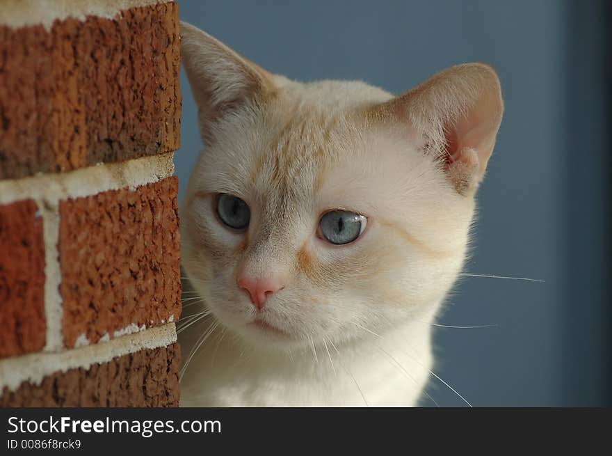 Cat Staring with Blue Eyes