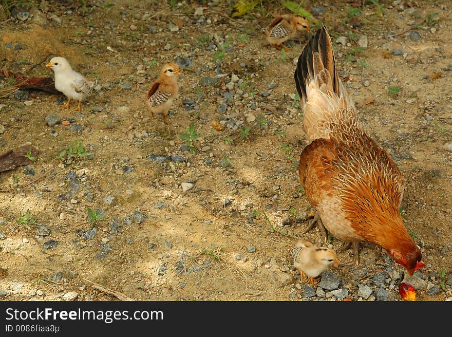 Chicken family