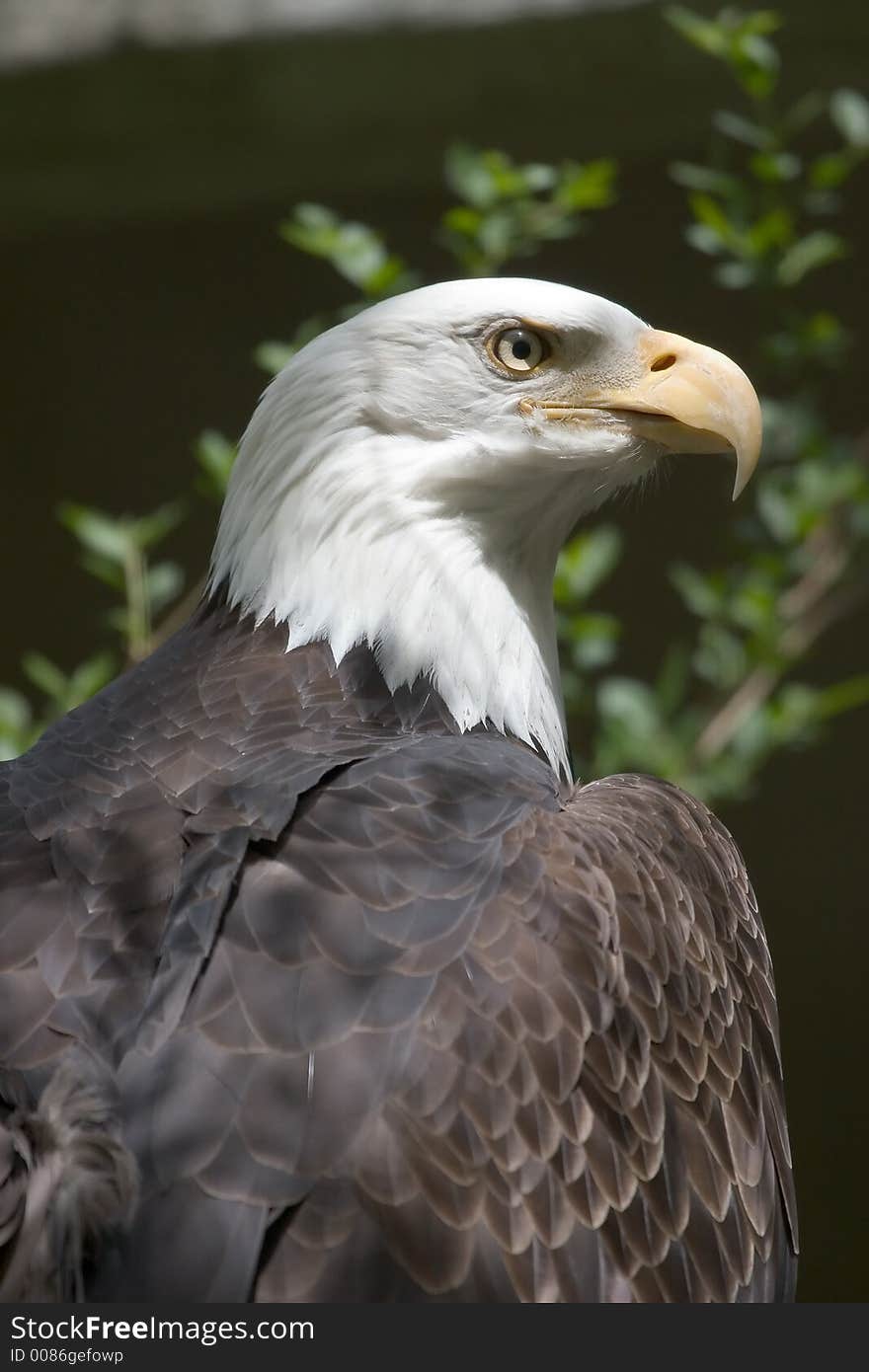 Bald Eagle