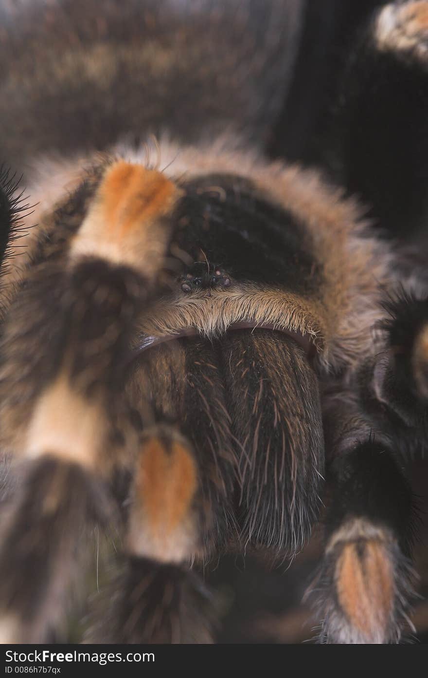 Tarantula shot taken at a friend's home. Tarantula shot taken at a friend's home