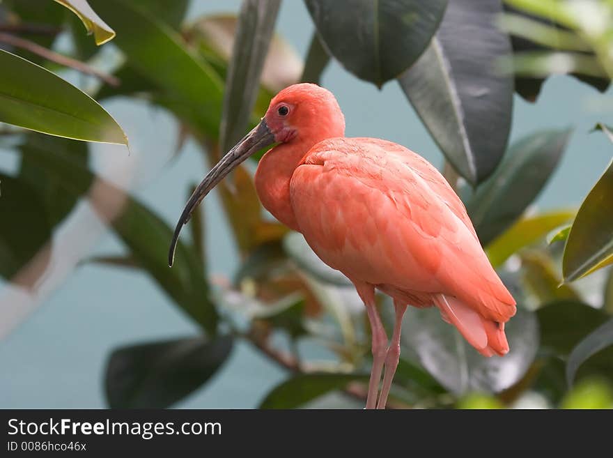 Scarlett Ibis Perched on a Branch