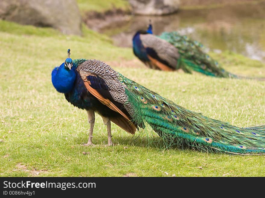 Peacock