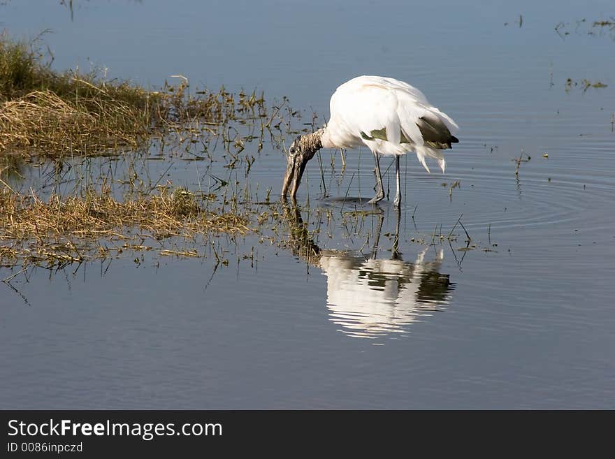 Wood Stork