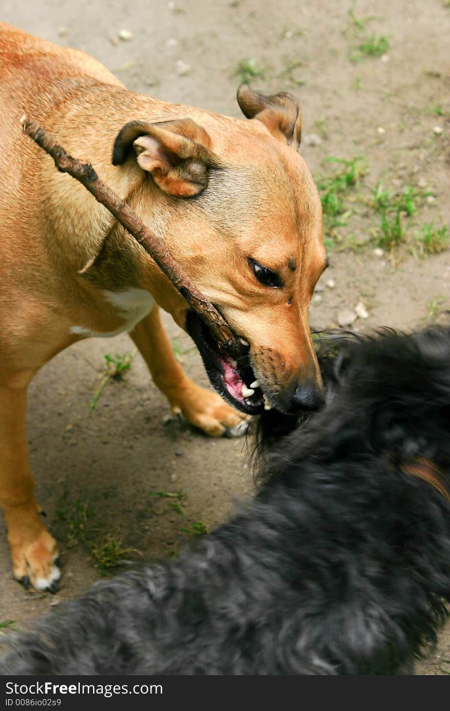 Two dogs play in a court yard. Two dogs play in a court yard