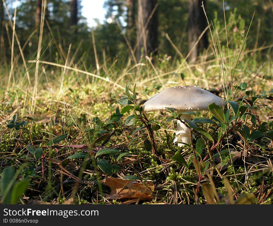 Lonely mushroom at the forest