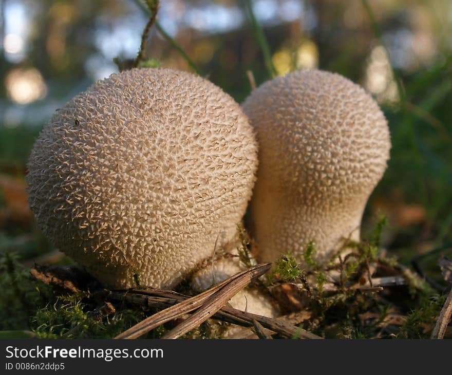 Macro mushrooms