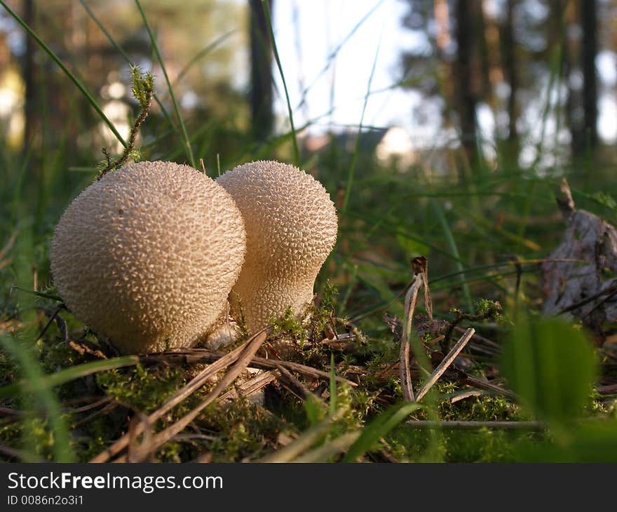 Tiny mushrooms