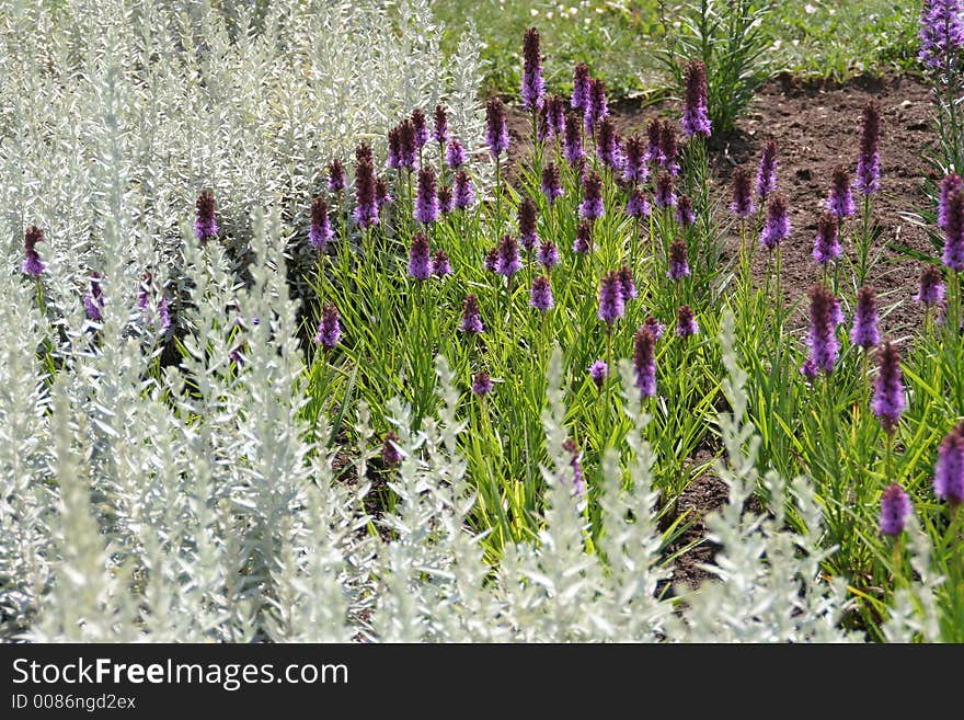 Plants in the botanical gardens. Plants in the botanical gardens