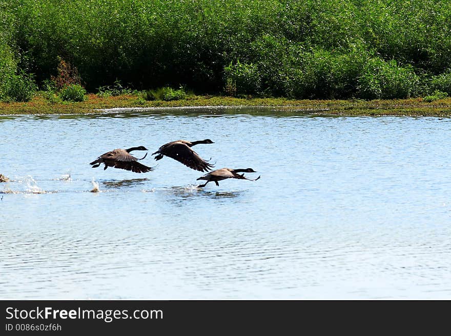 Three geese taking off from a wildlife sanctuary pond. Three geese taking off from a wildlife sanctuary pond